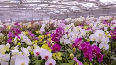 Camdan çatılı yeni bir seranın manzarası. Çağdaş bir seranın panoraması çiçek açan bir başyapıt,