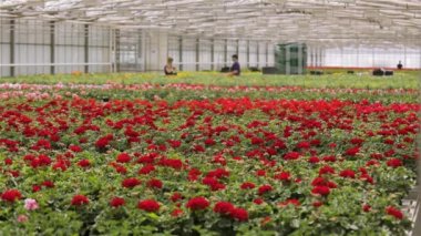 Çiçeklerle ilgilenen bir sera işçisi, çiçek yetiştirmek için serada iş akışı, büyük, modern bir sera.