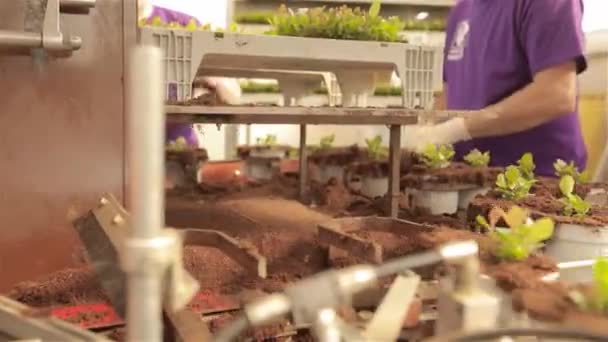 Menschen pflanzen junge Pflanzen in Töpfe, Menschen pflanzen Pflanzen in Töpfe auf einem Förderband — Stockvideo