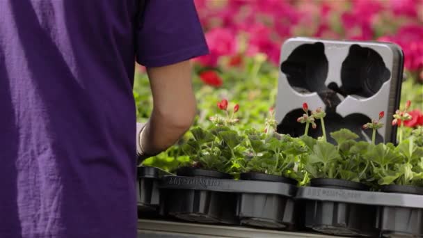 Gewächshausmitarbeiterin kümmert sich um Blumen, Arbeitsablauf im Gewächshaus für den Blumenanbau — Stockvideo