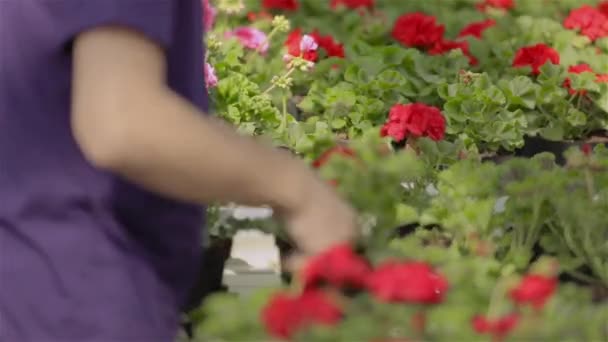 The man cares for flowers, the man works in the greenhouse — Stock Video