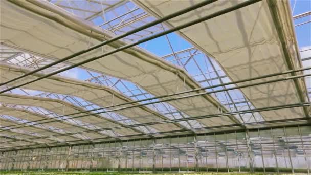 Large beautiful greenhouse with blooming pitunya, modern greenhouse with automatic glass roof. Lots of red blooming petunias in a modern greenhouse — Stock Video