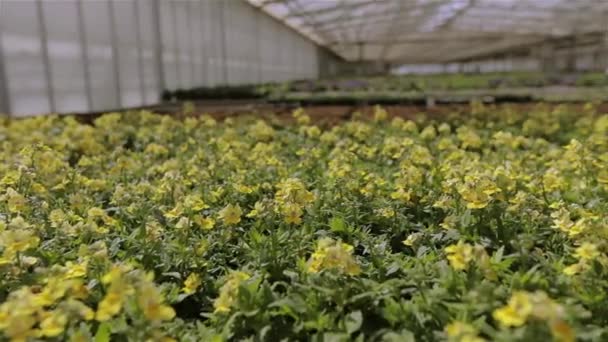 Pěstování květin ve skleníku, spousta barevných květin v moderním skleníku — Stock video