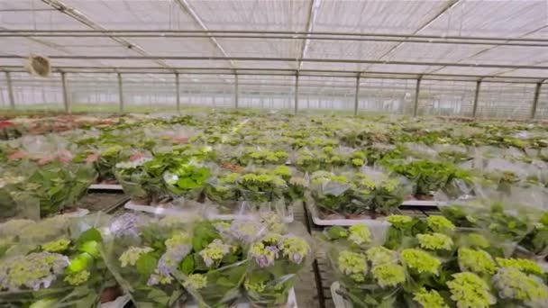 Odla blommor i industriell skala. Grön planta med gula blommor — Stockvideo