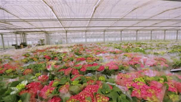 Вирощування квітів у промислових масштабах. Зелена рослина з червоними квітами — стокове відео