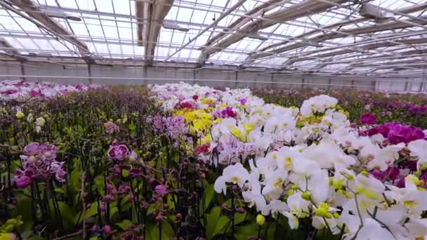 Nahaufnahme einer blühenden Orchidee. Blühende Orchidee aus nächster Nähe. Orchideenblume aus nächster Nähe, schöne Orchidee aus nächster Nähe — Stockvideo