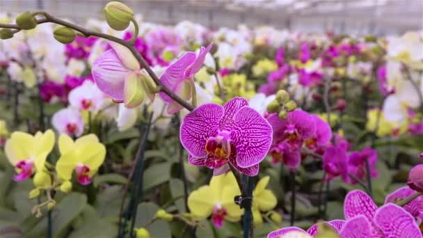 Schöne blühende Orchidee aus nächster Nähe — Stockvideo