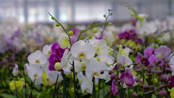 Panorama över ett nytt växthus med glastak. Panorama av ett modernt växthus med blommande archdeis, — Stockvideo