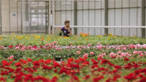 People work with flowers in a greenhouse, people take care of flowers in a large modern greenhouse. Growing flowers in a large modern greenhouse — Stock Video