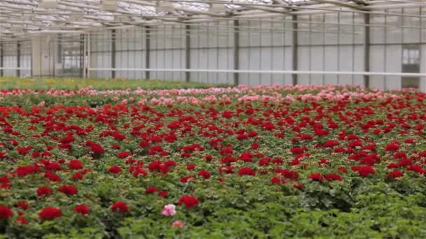 Lidé pracují s květinami ve skleníku, lidé se starají o květiny ve velkém moderním skleníku. Pěstování květin ve velkém moderním skleníku — Stock video