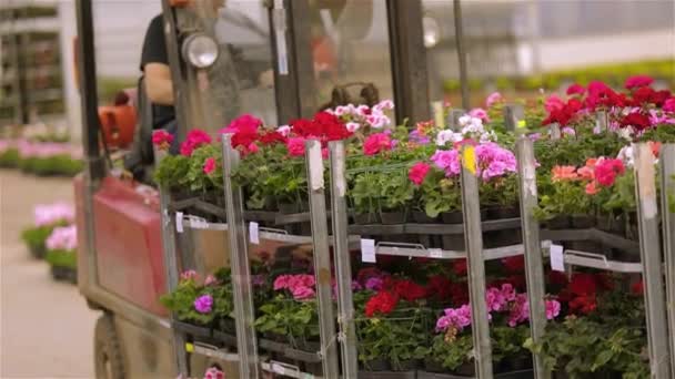 Çiçek yetiştirmek için serada iş akışı. Çiçeklerle ilgilenen bir sera işçisi — Stok video