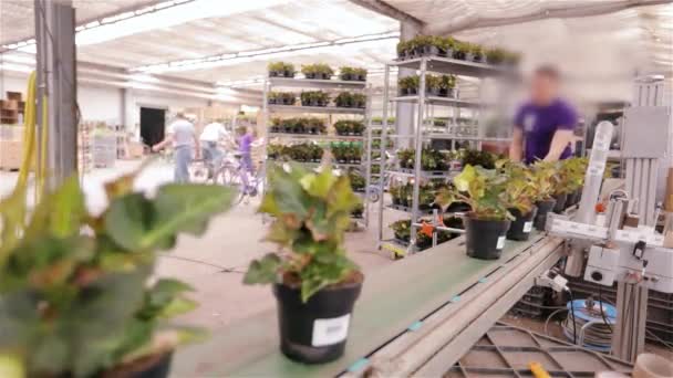 Automated process of sticking barcodes to pots of flowers in a modern greenhouse. Sticking bar codes on pots with flowers in a greenhouse — Stock Video