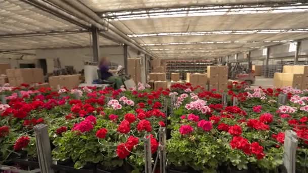 Чоловік їде на навантажувач через склад з квітучими квітами, великий тепличний склад для вирощування квітів — стокове відео