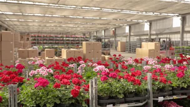 Un homme conduit un chariot élévateur à fourche à travers un entrepôt avec des fleurs en fleurs, un grand entrepôt de serre pour la culture des fleurs — Video