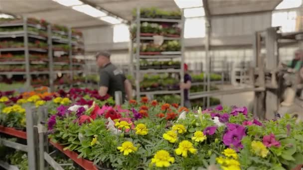 Marigold nærmer seg. Fargerike ringblomster i nærheten, folk jobber i bakgrunnen – stockvideo