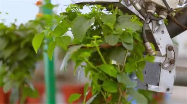 Yaprak budama makinesi, otomatik yaprak budama makinesi, taşıma hattı