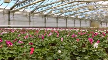 Satılık saksı çiçekleri, satılık çiçekli büyük, modern bir sera.