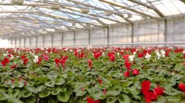 Renkli çiçekler satılık, çiçekler hediye, çiçekler satılık.