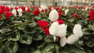 Serada bir sürü çiçek açar.