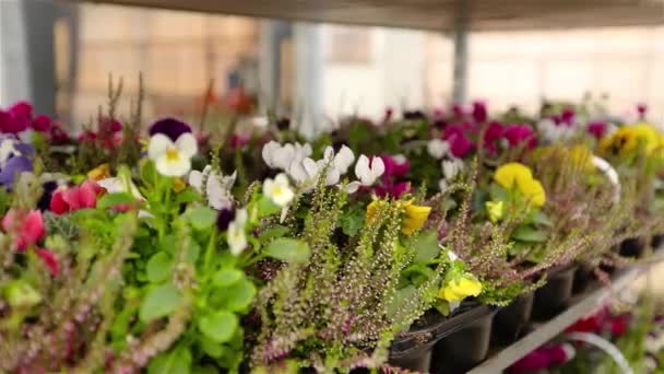 Flores em vaso para venda, uma grande estufa moderna com flores para venda — Vídeo de Stock