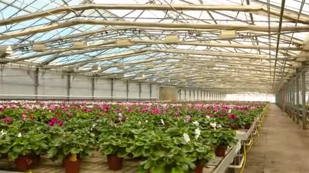 Krukväxter till salu, ett stort modernt växthus med blommor till salu — Stockvideo