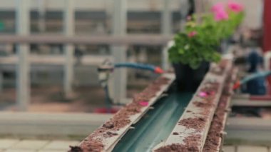 Taşıyıcı çizgisi olan modern bir sera. Otomatik modern sera