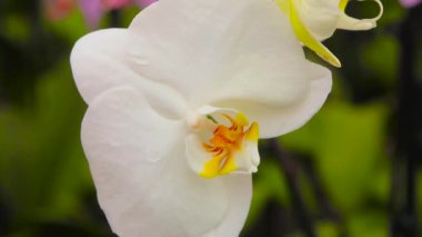 Orkide çiçeği yakından, çiçek açan orkide yakından, güzel orkide yakından.