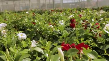 Geniş camdan çatılı sera, çiçekli parlak modern sera, modern serada renkli çiçekler.