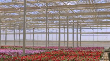 Geniş, modern bir seranın manzarası. Şeffaf çatılı ve çiçek açan büyük parlak bir sera.