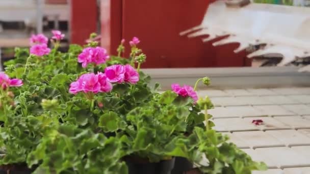 近代的な温室内の自動コンベアライン。花を育てるための近代的な温室 — ストック動画