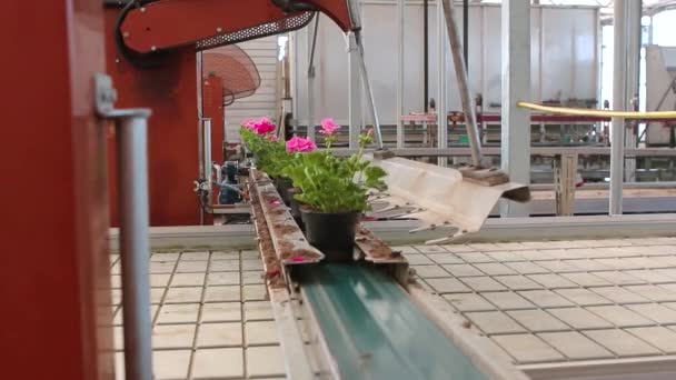 Línea de transporte automatizada en un invernadero moderno. Moderno invernadero para cultivar flores — Vídeos de Stock