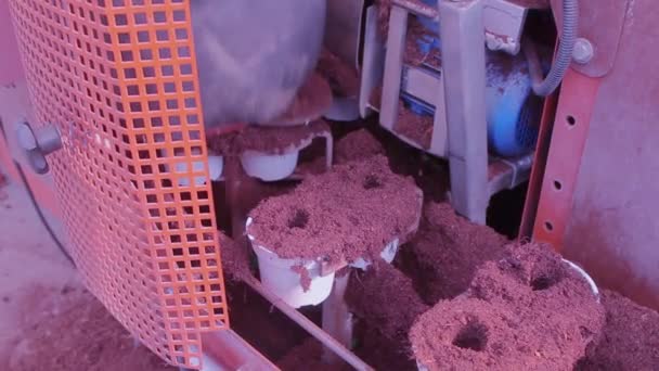 Förderband in einem modernen Gewächshaus, Gewächshaus mit automatischem Förderband, Blumen in Töpfen auf einem Förderband — Stockvideo