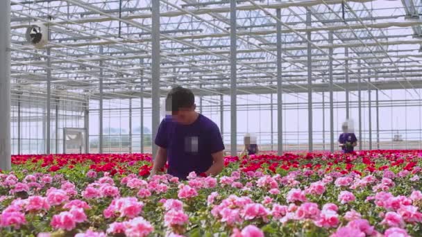 Mensen werken in de kas. Mensen zorgen voor geraniums in de kas. Grote moderne kas — Stockvideo