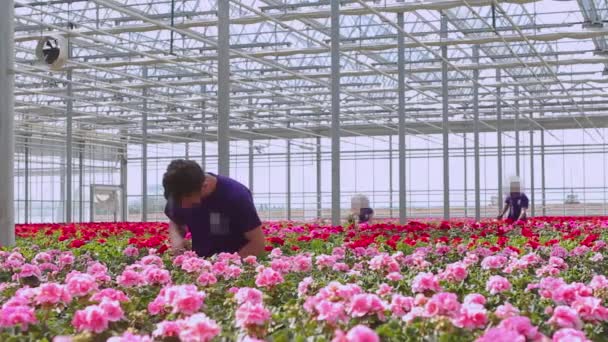 Die Menschen arbeiten im Gewächshaus. Die Menschen kümmern sich um Geranien im Gewächshaus. Großes modernes Gewächshaus — Stockvideo