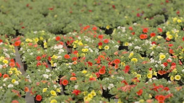 Blommande geranium i ett stort modernt växthus. Geranium blommar närbild. Blommande pelargoner i krukor. Många blommande pelargoner. — Stockvideo