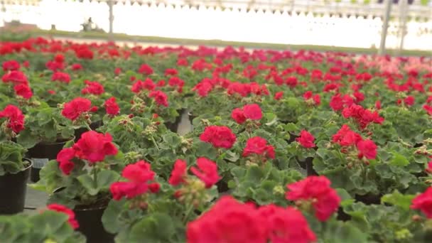 Modernt växthus med blommande blommor, stort växthus med blommor, växande blommor i växthuset — Stockvideo