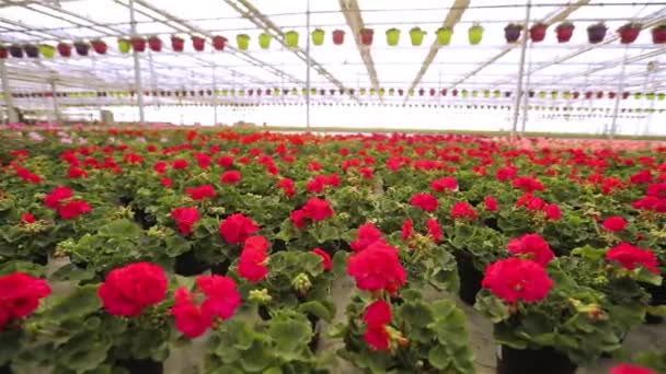 Blommande geranium i ett stort modernt växthus. Geranium blommar närbild. Modernt växthus. Växthus med glastak — Stockvideo