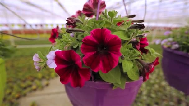 Petúnia florescente perto, petúnia em um pote, petúnia florescente rosa em um pote perto — Vídeo de Stock