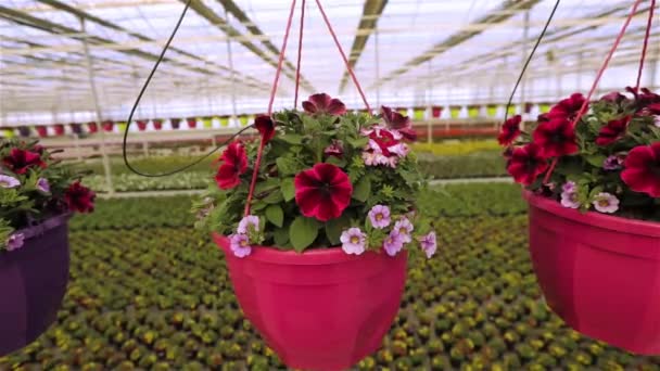 Pétunia rouge et rose dans un pot, pétunia dans un pot dans une grande serre lumineuse. Pétunia en fleurs gros plan — Video