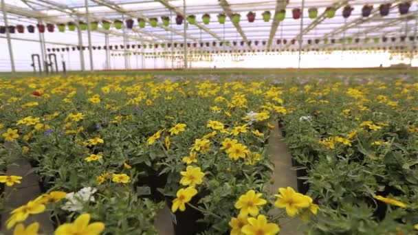 Θερμοκήπιο με μεγάλη γυάλινη οροφή, φωτεινό σύγχρονο θερμοκήπιο με λουλούδια, πολύχρωμα λουλούδια σε ένα σύγχρονο θερμοκήπιο — Αρχείο Βίντεο