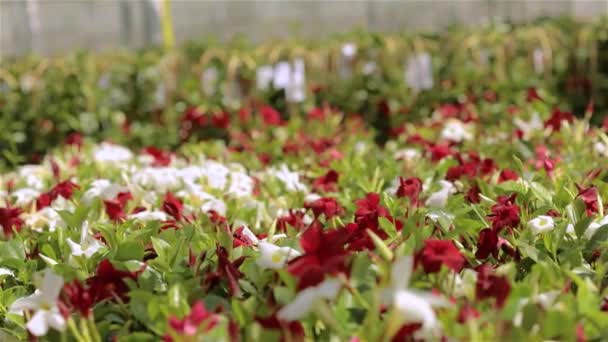 Serre moderne avec des fleurs en fleurs. Beaucoup de fleurs rouges dans la serre. Serre avec toit en verre — Video