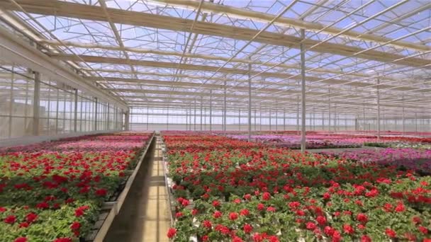 Panorama de un gran invernadero moderno. Gran invernadero luminoso con un techo transparente y flores en flor — Vídeo de stock