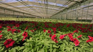 Çiçek yetiştirmek için büyük, modern bir sera. Çiçeklerin açtığı arka planda seradaki modern cam çatı