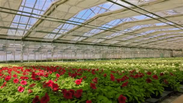 Stort vackert växthus med blommande pitunya, modernt växthus med automatiskt glastak. Massor av röda blommande petunior i ett modernt växthus — Stockvideo