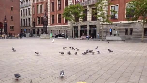 The camera follows the flying doves. Pigeons on a beautiful square. Man scares pigeons — Stock Video