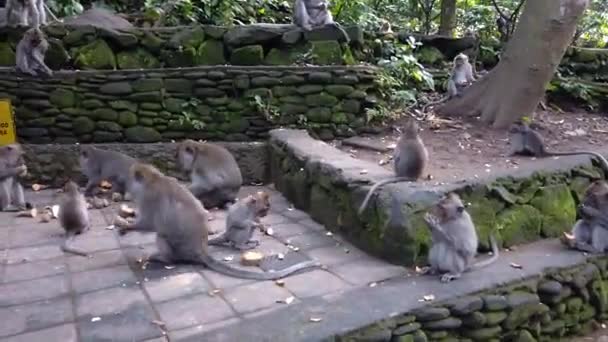Skupina makaků na Bali, makové jedí na pozadí starobylé architektury — Stock video