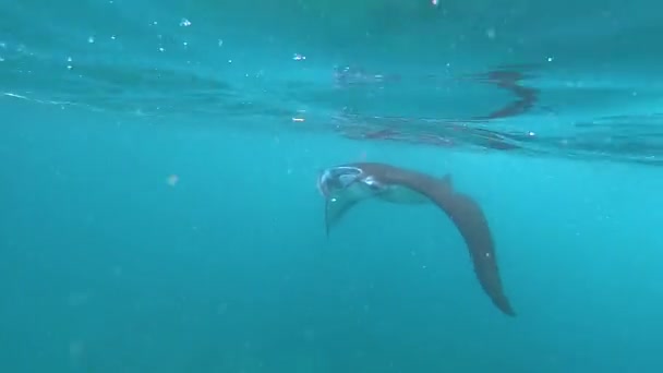 Stingrays underwater, Batoidea swim underwater, shooting stingrays underwater — Stock Video