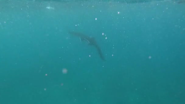 Batoidea swims underwater, stingray underwater in beautiful azure water — Stock Video