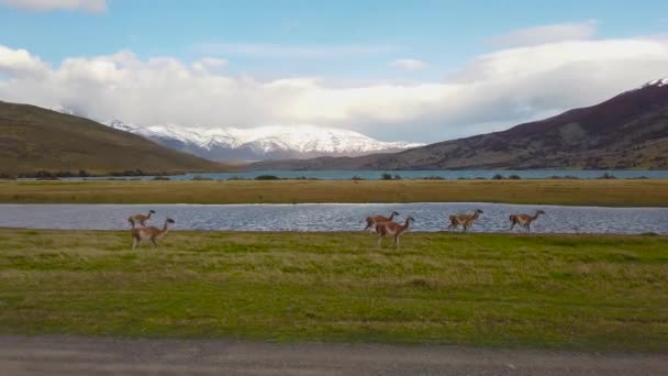Llamas salvajes en patagonia. Llamas silvestres sobre un fondo de montañas — Vídeos de Stock