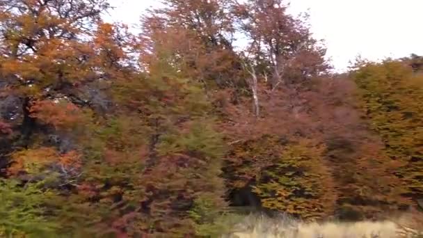 巴塔哥尼亚的自然、巴塔哥尼亚的植物和树木 — 图库视频影像